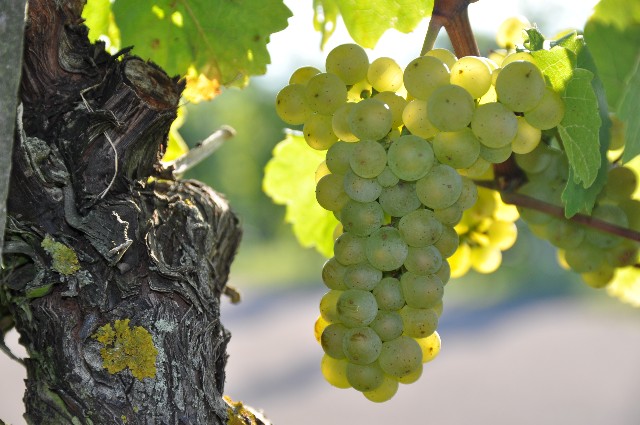 Faszination Weinberg